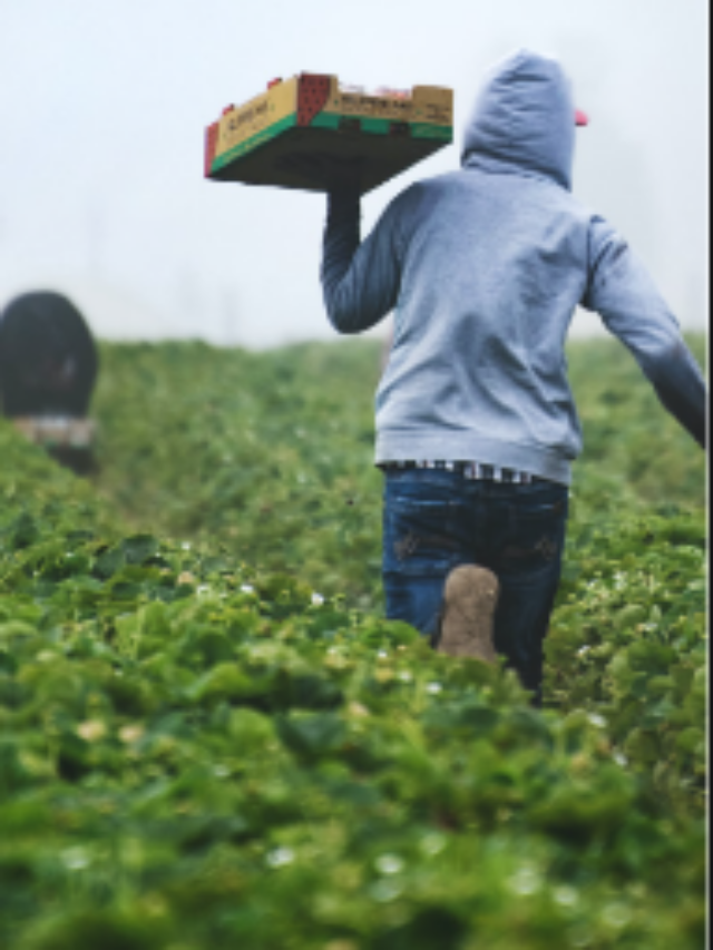 Concurso EPAGRI (SC) edital liberado: salário de até R$14 mil.