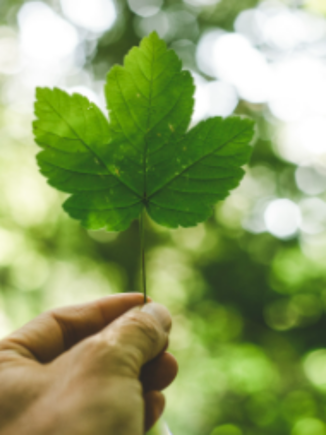 Concurso MMA: edital previsto para 2023