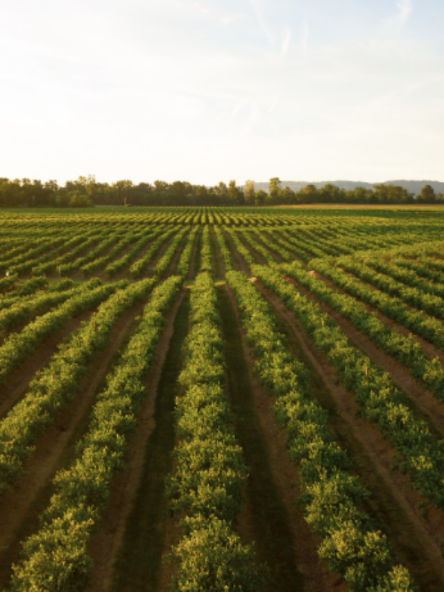 Concurso MAPA: o que se sabe até agora